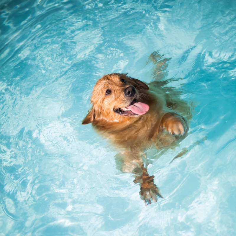 How to Protect Wildlife & Pets from Pool Drowning Hazards