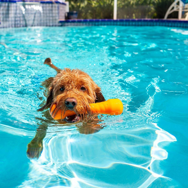 Protect Your Pup: 4 Essential Pool Safety Tips for Dog Owners