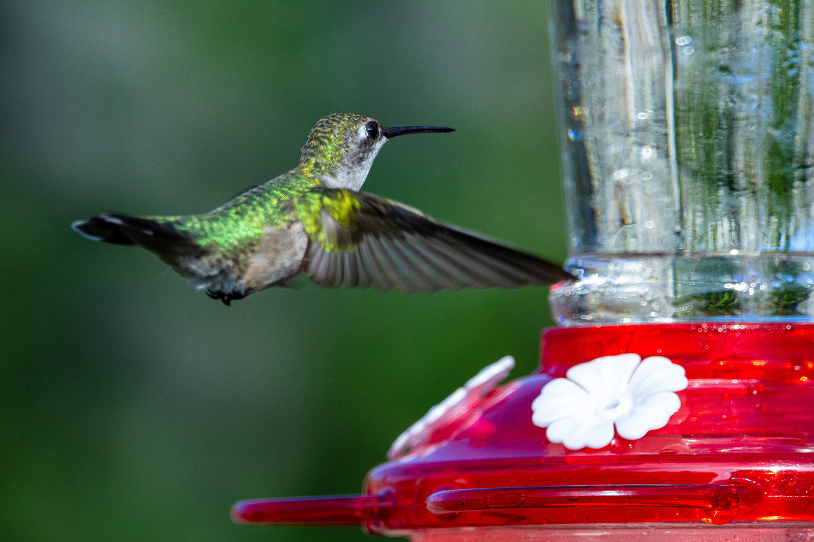 Make This Hanging Glass Bird Feeder to Attract Your Favorites