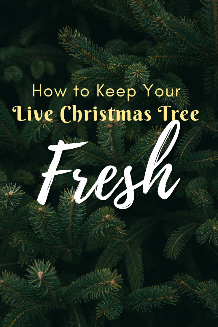 How to Keep Your Live Christmas Tree Fresh Christmas Central