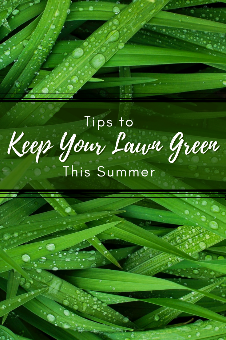 Tips for Keeping Your Lawn Green in Summer - Christmas Central