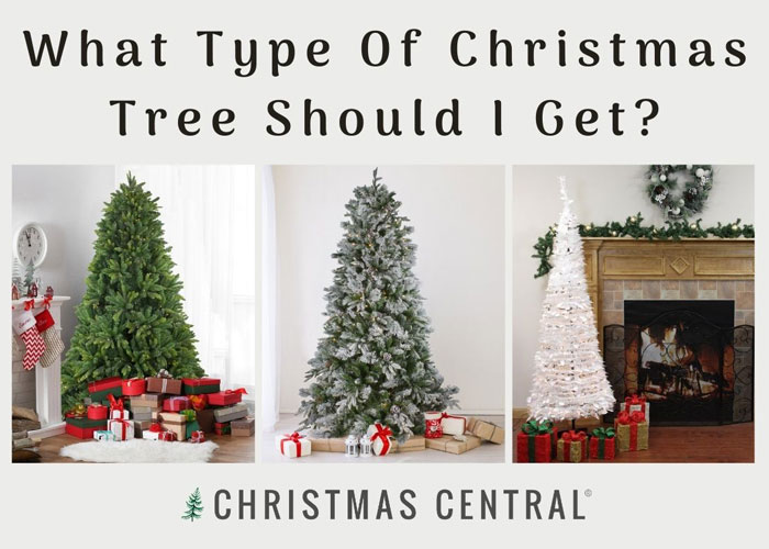 What Type of Christmas Tree Should I Get?