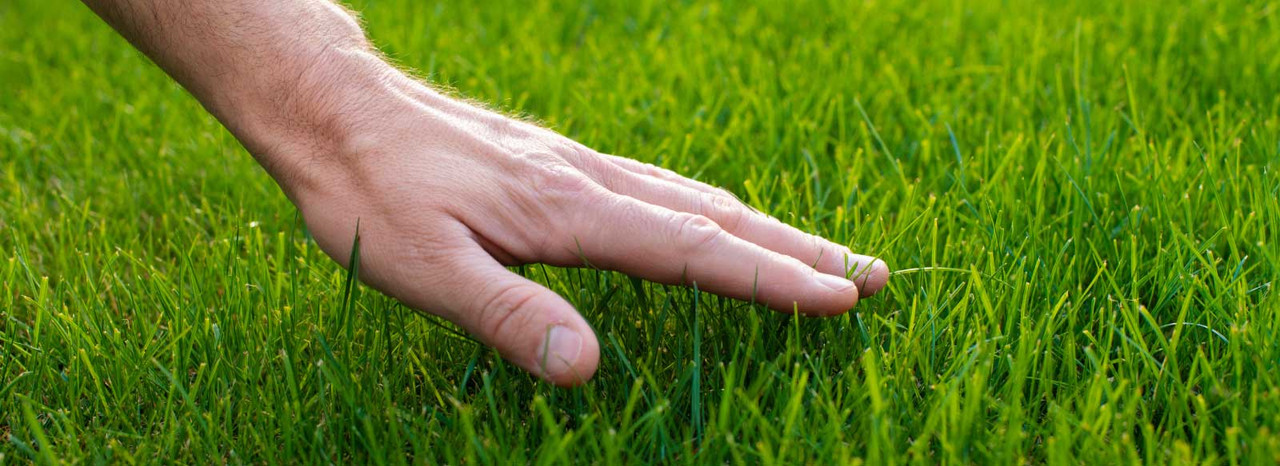 How To Get A Lush Green Lawn - Total Amenity Supplies