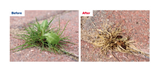 Can be used to control moss growth and weeds in areas such as paths, patios, gravel, unplanted areas of the garden, & around buildings