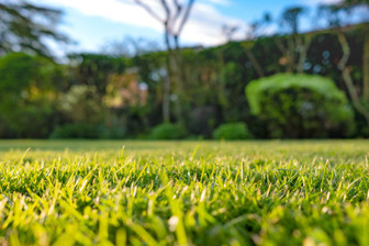  How To Get Your Lawn Ready for Spring