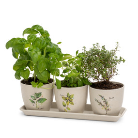Three beige herb planters with different painted flowers on the front. Filled with herbs. Placed on a matching beige tray.