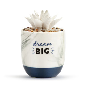 Succulent Oil Diffuser - Dream Big