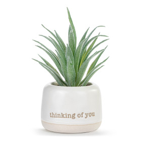A small green artificial succulent in a cream ceramic planter that says "thinking of you".