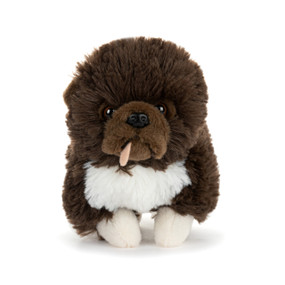 A brown plush Chow Chow Mix with white feet and belly.