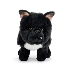 A black plush Brussels Griffon Mix with a white belly.