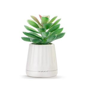 A small green artificial succulent in a cream ceramic planter that says "xoxo".