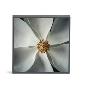 A square wall art with a close up photograph of a white magnolia flower.