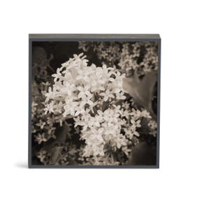 A square wall art with a photograph of white lilac flowers.