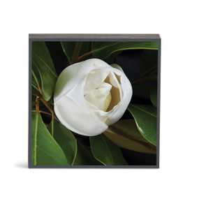 A square wall art with a photograph of a closed white magnolia bud.
