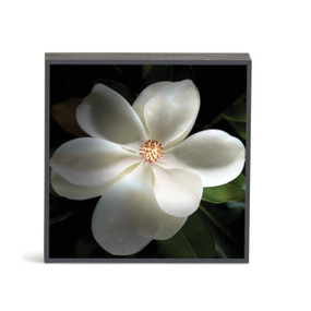 A square wall art with a photograph of a white magnolia flower in shadow.