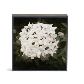 A square wall art with a photograph of a white viburnum.