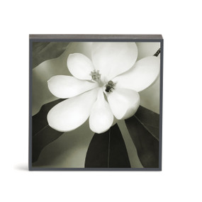 A square wall art with a photograph of a white magnolia flower with a bug on it.