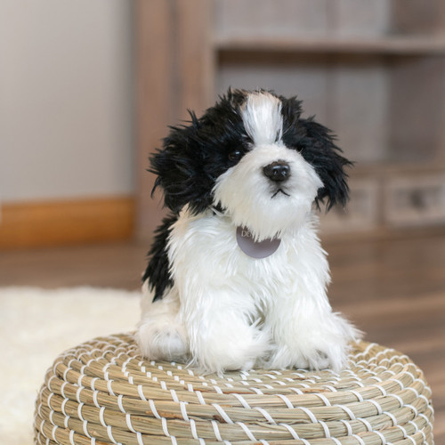 Havanese Small slide 