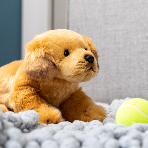 Golden Retriever Small slide 