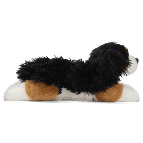 Bernese Mountain Dog slide 