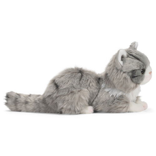 Maine Coon Cat slide 