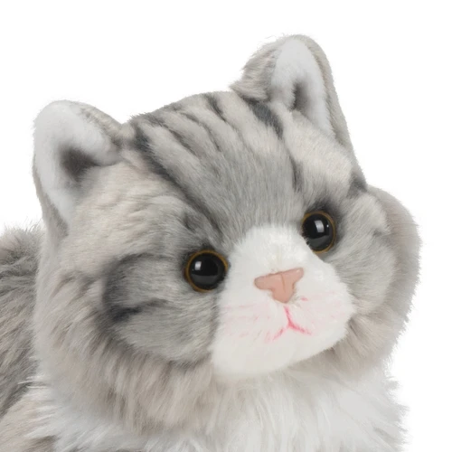 Maine Coon Cat slide 