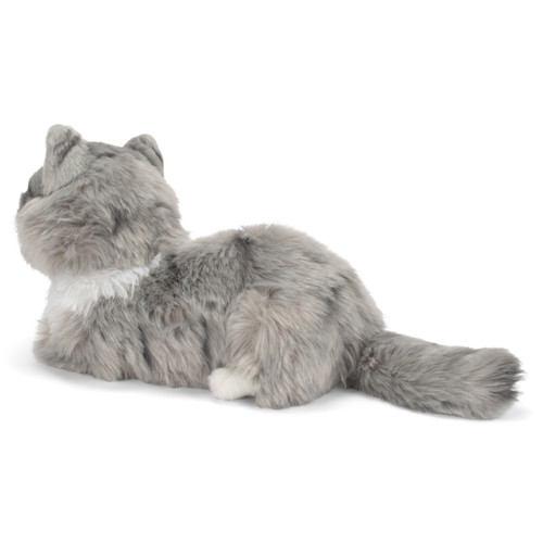 Maine Coon Cat slide 