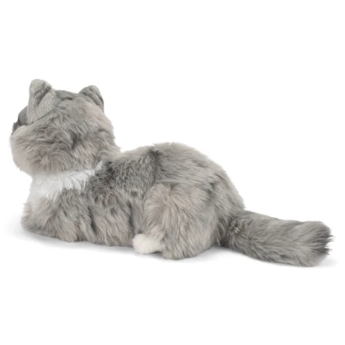 Maine Coon Cat slide 