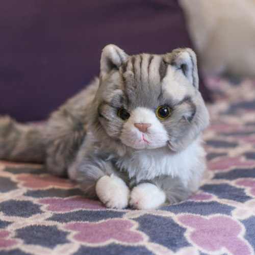 Maine Coon Cat slide 
