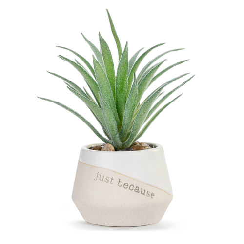 Grateful Just Because Mini Succulent slide 