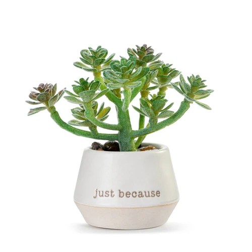 Loved Just Because Mini Succulent slide 