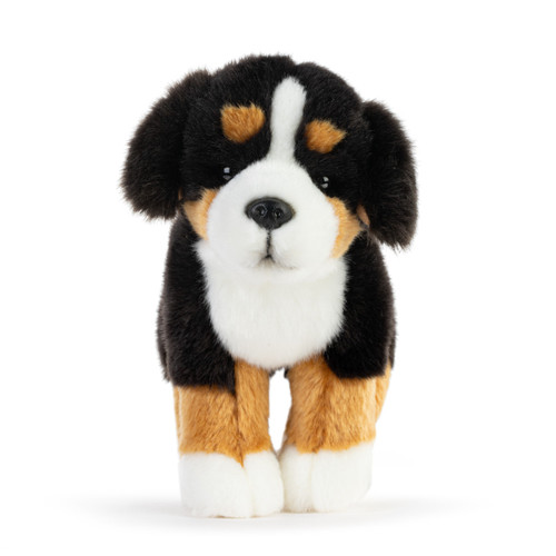 Bernese Mountain Dog Small slide 