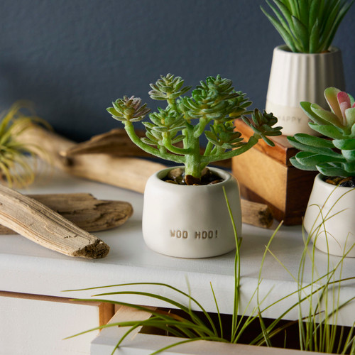 Woo Hoo Just Because Mini Succulent slide 