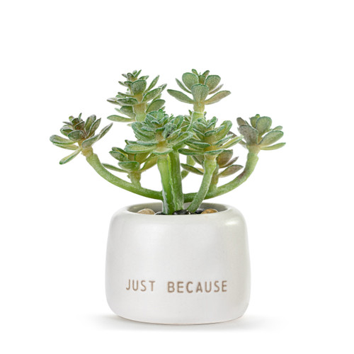 Woo Hoo Just Because Mini Succulent slide 