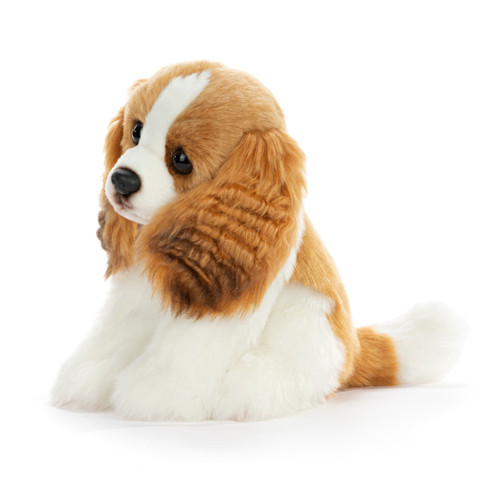 Cavalier King Charles Small slide 