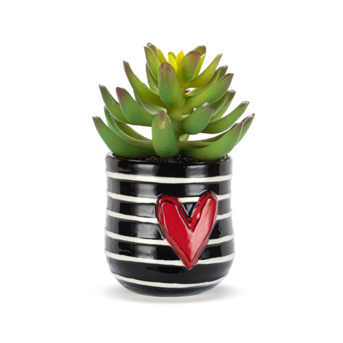 Mini Succulent - Stripes slide 