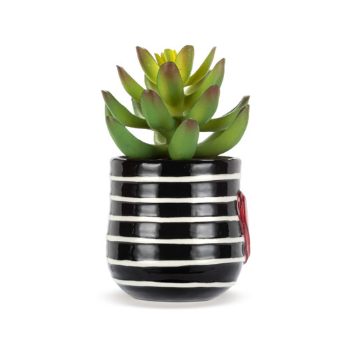 Mini Succulent - Stripes slide 