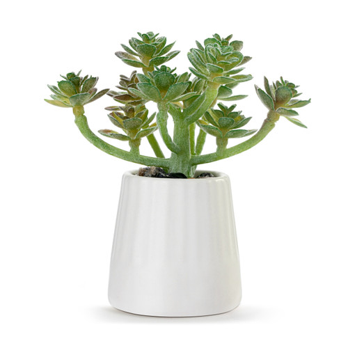 White Just Because Mini Succulent slide 