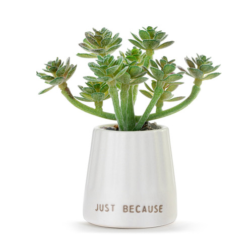 White Just Because Mini Succulent slide 