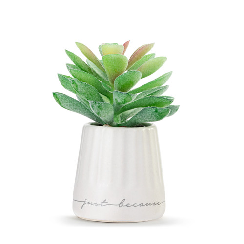 XO Just Because Mini Succulent slide 