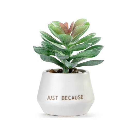 Smile Just Because Mini Succulent slide 