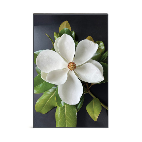 Bold Magnolia Wall Art - 12x18 slide