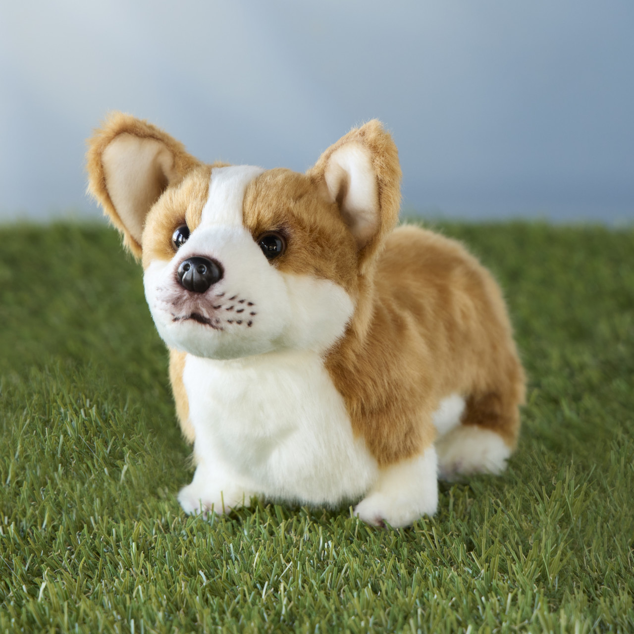 Corgi Small thumbnail