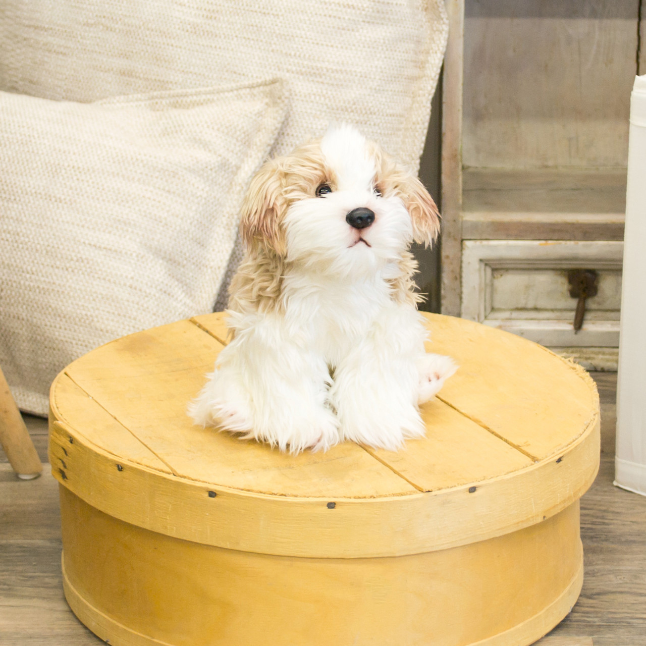 Maltipoo Small thumbnail