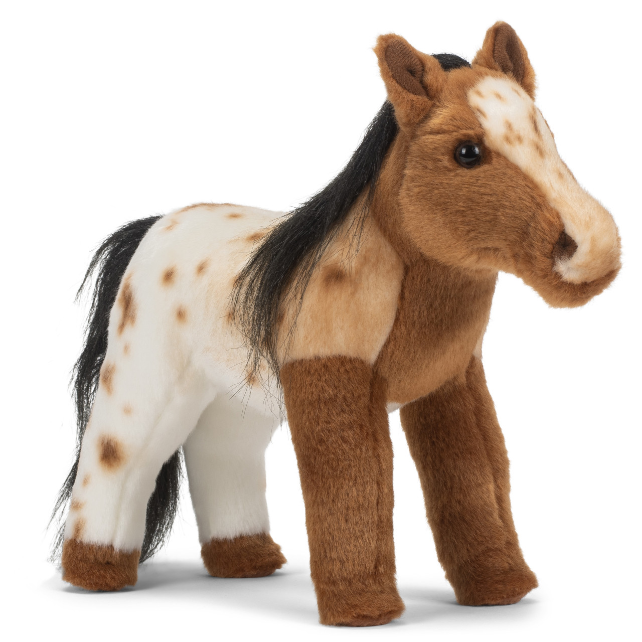 Appaloosa Horse thumbnail