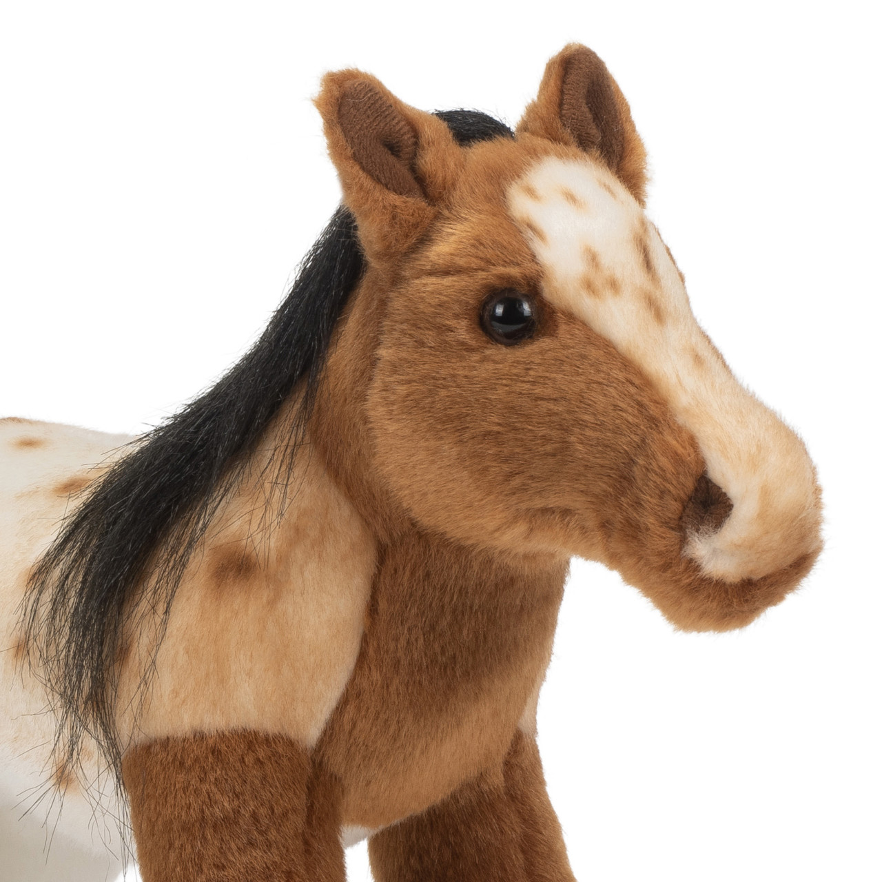 Appaloosa Horse thumbnail