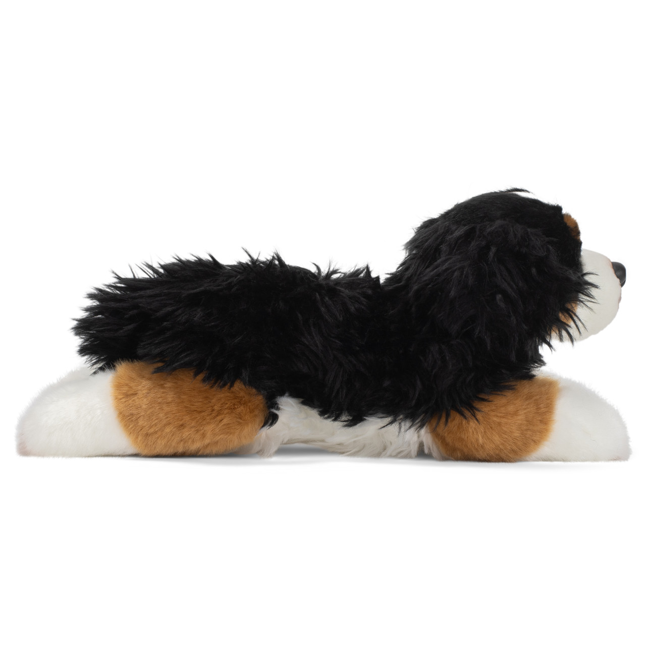 Bernese Mountain Dog thumbnail