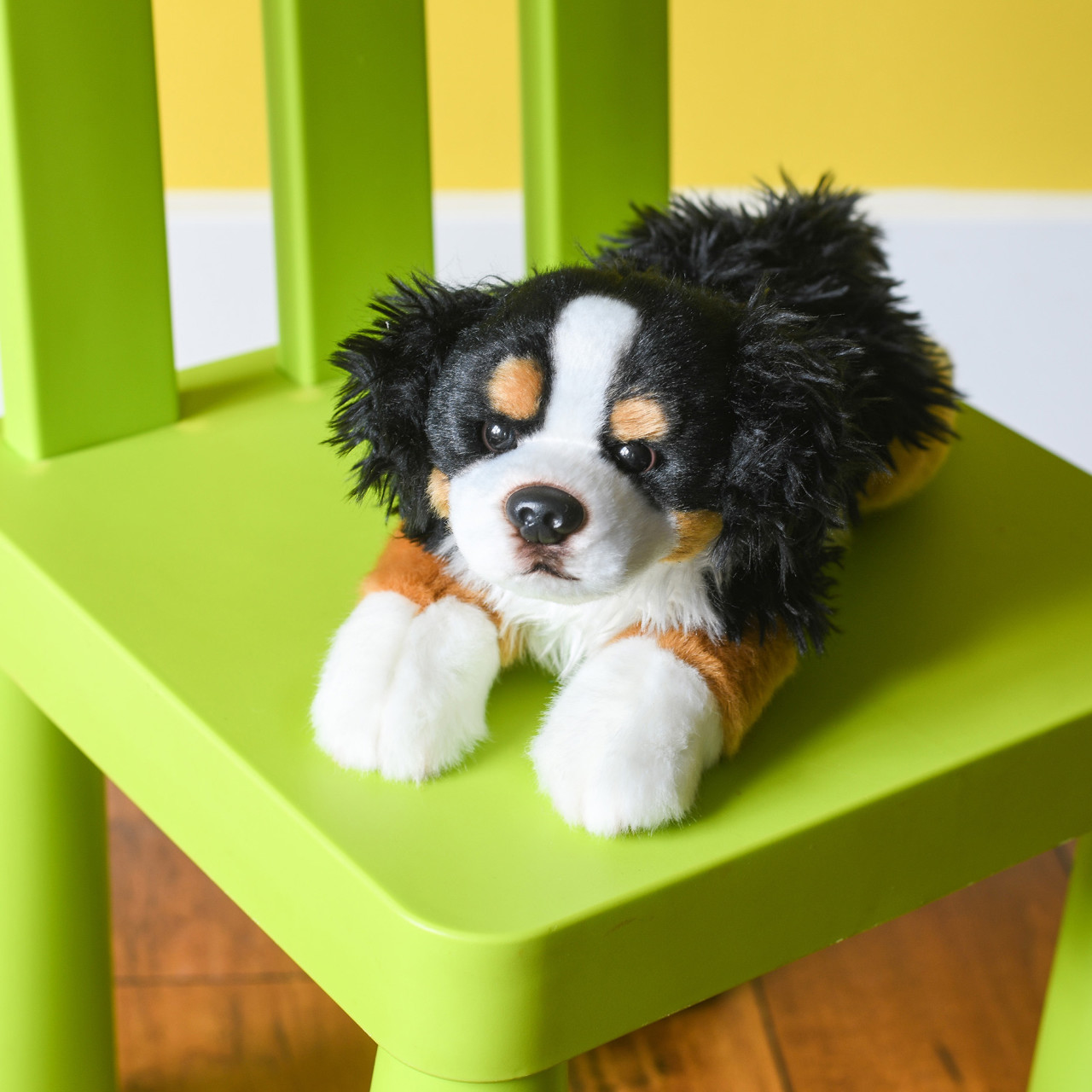 Bernese Mountain Dog thumbnail