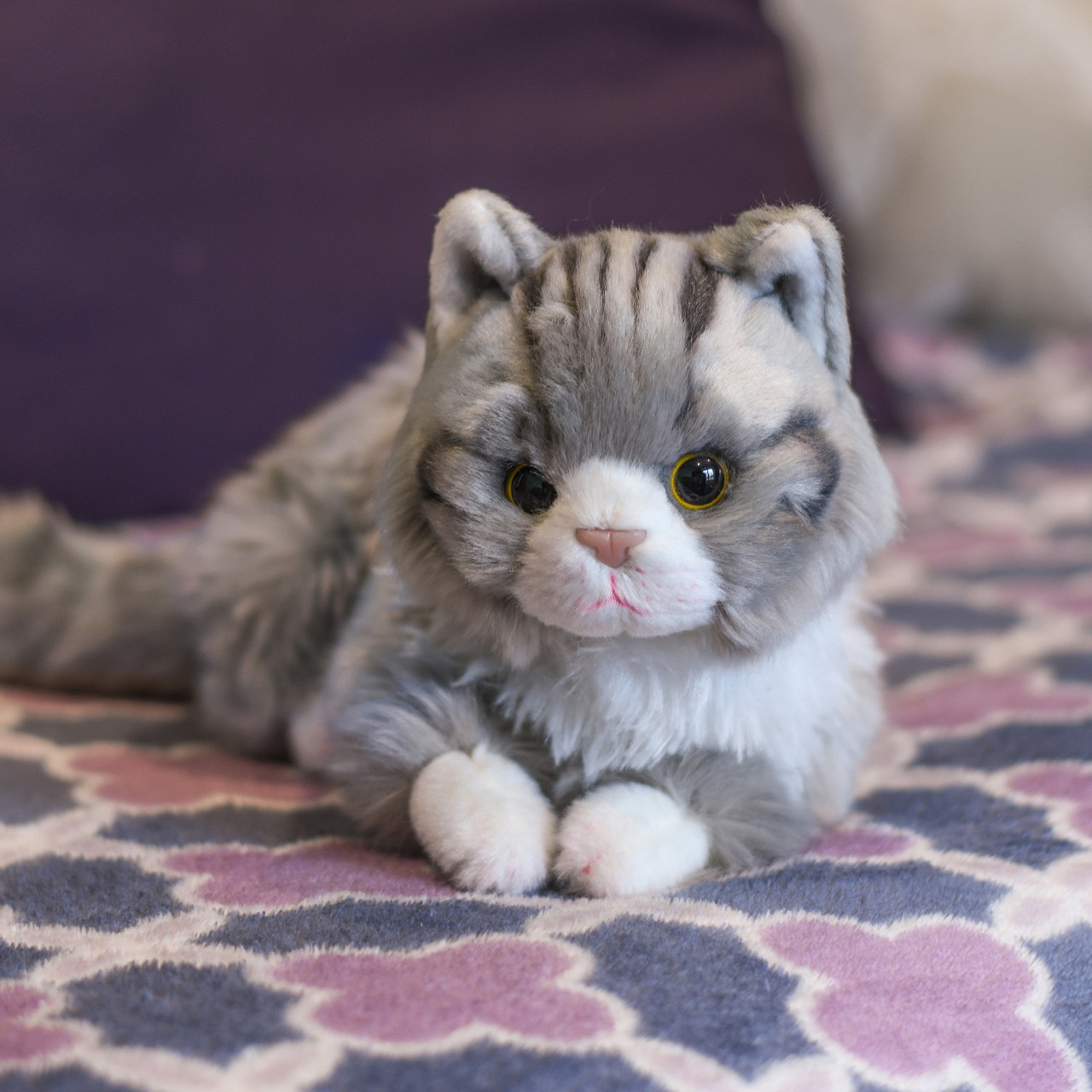 Maine Coon Cat thumbnail