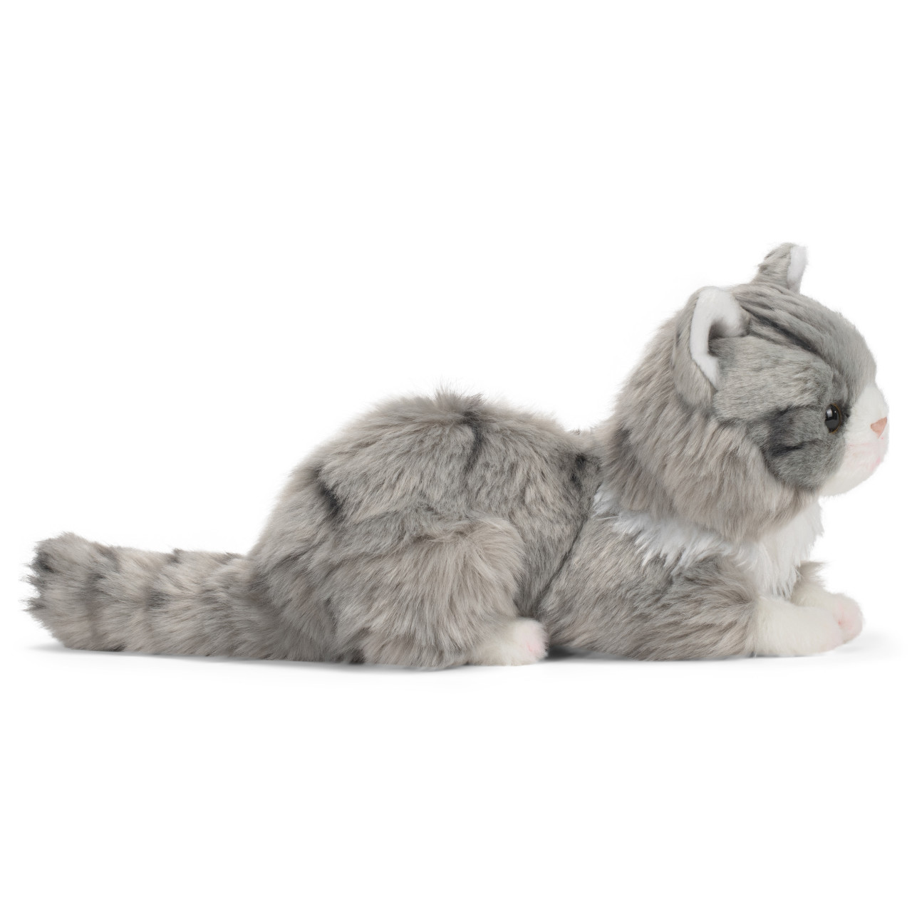 Maine Coon Cat thumbnail